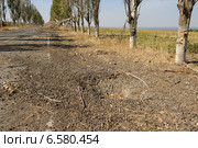 Красивая аллея возле Саур-Могилы (2014 год). Стоковое фото, фотограф Копылов Сергей / Фотобанк Лори