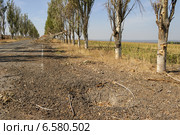 Красивая аллея возле Саур-Могилы (2014 год). Стоковое фото, фотограф Копылов Сергей / Фотобанк Лори