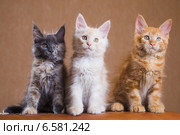 Три котенка породы мейн-кун. Стоковое фото, фотограф Gagara / Фотобанк Лори