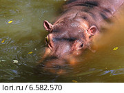 Бегемот крупным планом в воде. Стоковое фото, фотограф Григорий Писоцкий / Фотобанк Лори