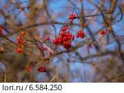 Гроздь красной спелой калины на фоне неба. Стоковое фото, фотограф Анна Кудрявцева / Фотобанк Лори