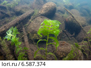 Рдест пронзеннолистный (Potamogeton perfoliatus) Стоковое фото, фотограф Сергей Дубров / Фотобанк Лори
