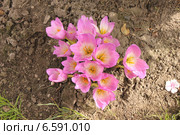 Розовые цветы. Стоковое фото, фотограф Сергей Суслов / Фотобанк Лори