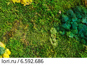 Nature green background. Стоковое фото, фотограф Яков Филимонов / Фотобанк Лори
