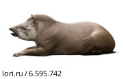 laying male tapir. Стоковое фото, фотограф Яков Филимонов / Фотобанк Лори