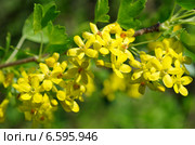 Цветущая смородина золотистая (лат. Ribes aureum) Стоковое фото, фотограф Елена Коромыслова / Фотобанк Лори