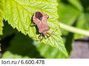 Щитник красноногий - лесной клоп  (Pentatoma rufipes) Стоковое фото, фотограф Евгений Ткачёв / Фотобанк Лори