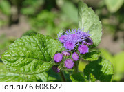 Агератум "Голубая муфточка" (лат. Ageratum) Стоковое фото, фотограф Елена Коромыслова / Фотобанк Лори