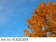 Крона осины в золотой осенней листве на фоне синего неба. Стоковое фото, фотограф Daniela / Фотобанк Лори