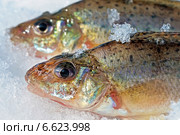 Ёрш обыкновенный (Gymnocephalus cernuus). Рыба крупно на снегу. Стоковое фото, фотограф Евгений Мухортов / Фотобанк Лори