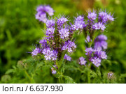 Фацелия пижмолистная (Phacelia tanacetifolia) Стоковое фото, фотограф Ольга Сейфутдинова / Фотобанк Лори