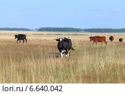Коровы на пастбище в Кулундинской степи. Алтайский край. Стоковое фото, фотограф Григорий Писоцкий / Фотобанк Лори