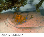 Замаскированный скат, Дахаб, Красное море. Стоковое фото, фотограф Александр Огурцов / Фотобанк Лори