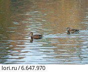 Утки плавают в водоёме, фокус по центру. Стоковое фото, фотограф Svet / Фотобанк Лори