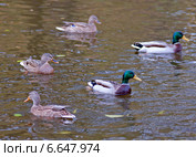 Утки плавают в водоёме, фокус на селезне по центру. Стоковое фото, фотограф Svet / Фотобанк Лори