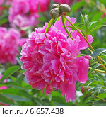 Пион молочноцветковый ( Paeonia lactiflora). Цветок крупно. Стоковое фото, фотограф Евгений Мухортов / Фотобанк Лори