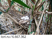 Выпь малая, Ixobrychus minutus, Little Bittern. Стоковое фото, фотограф Василий Вишневский / Фотобанк Лори