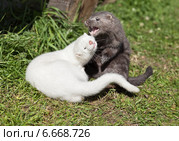 Две хищные норки серая и белая играют летом на траве (лат. Mustela lutreola) Стоковое фото, фотограф Виктория Катьянова / Фотобанк Лори