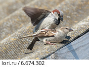 Воробей домовый, Passer domesticus, House Sparrow. Стоковое фото, фотограф Василий Вишневский / Фотобанк Лори