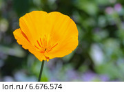 Эшшольция, или калифорнийский мак (лат. Eschscholzia californica) Стоковое фото, фотограф Елена Коромыслова / Фотобанк Лори