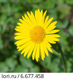 Дороникум (лат. Doronicum) крупным планом. Стоковое фото, фотограф Елена Коромыслова / Фотобанк Лори
