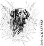 Лабрадор ретривер на охоте - Labrador Retriever on the hunt. Стоковая иллюстрация, иллюстратор Марина Ефремова / Фотобанк Лори