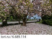 magnolia flower in spring. Стоковое фото, фотограф Erwin Wodicka / Фотобанк Лори