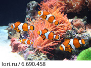 Sea anemone and clown fish. Стоковое фото, фотограф Лукиянова Наталья / Фотобанк Лори