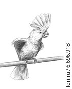 Белый какаду - White cockatoo. Стоковая иллюстрация, иллюстратор Марина Ефремова / Фотобанк Лори