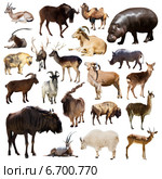 Set of Artiodactyla mammal animals on white. Стоковое фото, фотограф Яков Филимонов / Фотобанк Лори