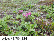 Мытник мутовчатый, Pedicularis verticillata. Растения шлаковых вулканических полей Камчатки. Стоковое фото, фотограф Ольга Липунова / Фотобанк Лори