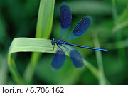 Блестящая красотка (лат. Calopteryx splendens) — стрекоза, принадлежащая к семейству Красотки. Стоковое фото, фотограф Oleg Moiseykin / Фотобанк Лори