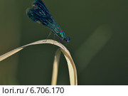 Блестящая красотка (лат. Calopteryx splendens) — стрекоза, принадлежащая к семейству Красотки. Стоковое фото, фотограф Oleg Moiseykin / Фотобанк Лори