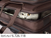 Кот выглядывает из чемодана. Стоковое фото, фотограф Светлана Чуйкова / Фотобанк Лори