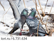 Голубь сизый, Columba livia, Rock Dove. Стоковое фото, фотограф Василий Вишневский / Фотобанк Лори