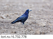 Грач, Corvus frugilegus, Rook. Стоковое фото, фотограф Василий Вишневский / Фотобанк Лори