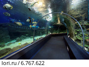 Сочинский океанариум Sochi Discovery World Aquarium - одна из главных достопримечательностей Адлера, самый большой океанариум России (2014 год). Редакционное фото, фотограф Игорь Долгов / Фотобанк Лори