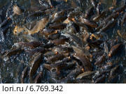 Священные карпы озера Ревалсар. Северная Индия (2011 год). Стоковое фото, фотограф Виктор Карасев / Фотобанк Лори