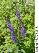 Вероника длиннолистная (лат. Veronica longifolia) Стоковое фото, фотограф Елена Коромыслова / Фотобанк Лори