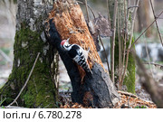 Дятел белоспинный, Dendrocopos leucotos, White-backed Woodpecker. Стоковое фото, фотограф Василий Вишневский / Фотобанк Лори