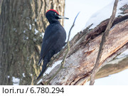 Дятел черный, Dryocopus martius, Black Woodpecker. Стоковое фото, фотограф Василий Вишневский / Фотобанк Лори