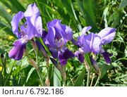 Тёмно синий цветок ириса ( Iris) Стоковое фото, фотограф Овчинникова Ирина / Фотобанк Лори
