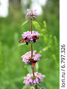 Пестрянка таволговая (Thermophila filipendulae) на цветах Зопника клубненосного (лат. Phlomis tuberosa) Стоковое фото, фотограф Григорий Писоцкий / Фотобанк Лори