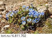 Непал, Гималаи, горечавка сжатая (Gentiana depressa) (2013 год). Стоковое фото, фотограф Овчинникова Ирина / Фотобанк Лори