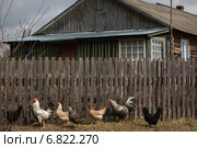 Куры. Деревня Занино-Починки, Шиловский район, Рязанская область (2014 год). Стоковое фото, фотограф Марина Круглякова / Фотобанк Лори