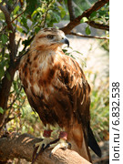 Канюк курганник сидит на дереве среди зеленой листвы (Buteo rufinus) Стоковое фото, фотограф Щеголева Ольга / Фотобанк Лори