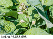 Хоста (Hosta), или Функия (Funkia) Стоковое фото, фотограф Алёшина Оксана / Фотобанк Лори