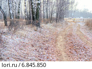 Проселочная дорога через осенний лес. Стоковое фото, фотограф Parmenov Pavel / Фотобанк Лори