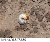 Личинка майского жука. Стоковое фото, фотограф Александр Владимирович / Фотобанк Лори