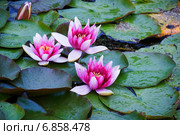 Кувшинки или нимфеи (Nymphaea) Стоковое фото, фотограф Александр Щепин / Фотобанк Лори